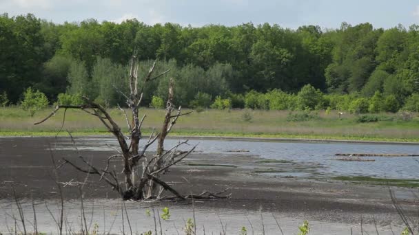 Schmutzwasser in Kläranlage. Fäkalien ablassen - Archivbild — Stockvideo