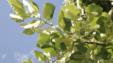 çiçek açması linden şube mavi gökyüzü.