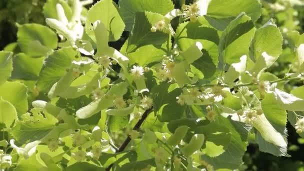 Linden bloesem. Bloeiende linden, Lindeboom in bloei. Lime tree thee. — Stockvideo