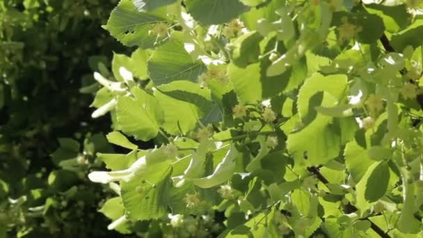 Kvetoucí lipovými ratolestmi v červnu den. Strom lipového květu. — Stock video
