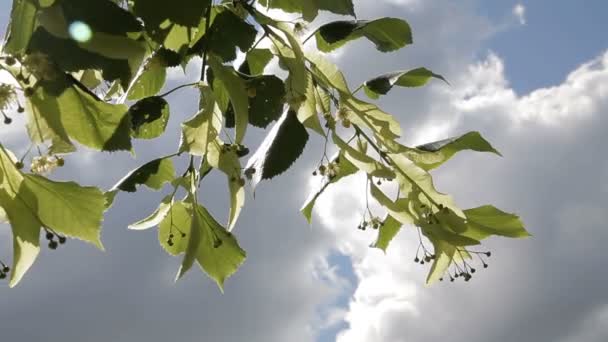 Le tilleul fleurit. Branche de tilleul en fleurs contre ciel bleu. Thé de tilleul . — Video