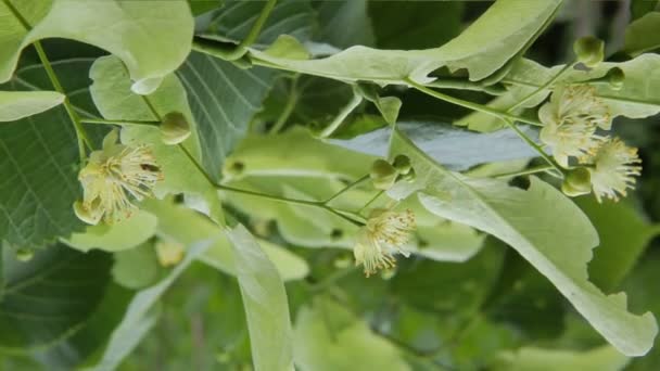 Flor de tilo. Té de lima . — Vídeos de Stock