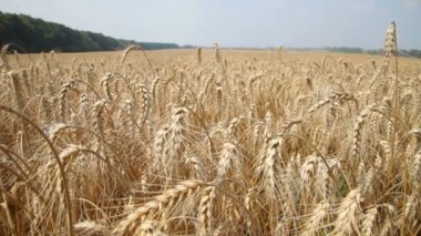 Güzel altın spikelets - stok Video ile ekili bitki çavdar