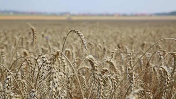 Rogge veld. Gecultiveerde planten rogge met prachtige gouden spikelets. Oren van gerst op gebied - Stock Video — Stockvideo