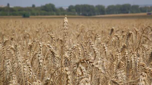 Rogge veld. Gecultiveerde planten rogge met prachtige gouden spikelets. Oren van gerst in veld. — Stockvideo