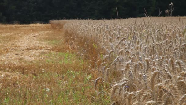 Campo di segale. Segale vegetale coltivata con belle spighette d'oro. Orecchie di orzo in campo - Stock Video — Video Stock