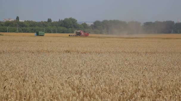 Rye field. Cultivated plant rye with beautiful gold spikelets - Stock Video — Stock Video