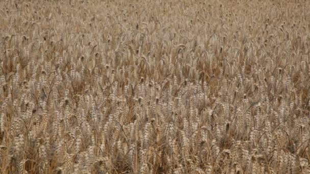 Seigle végétal cultivé avec de beaux épillets d'or - Vidéo de stock 