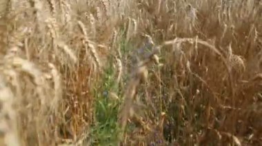 Çavdar alan - stok Video