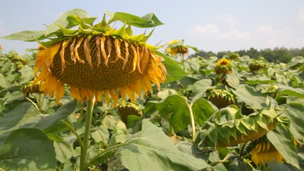 Schönes Sonnenblumenfeld im Sommer - Archivbild — Stockvideo