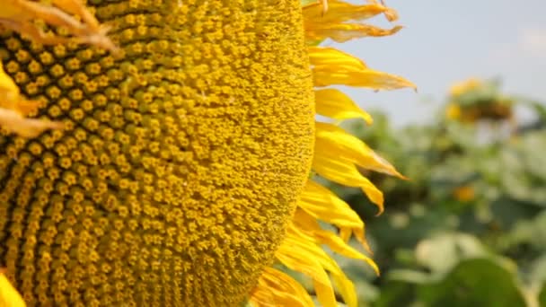 Piękne pola słonecznika latem - Stock wideo — Wideo stockowe
