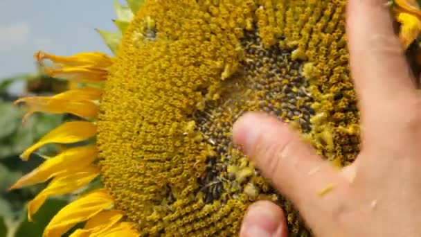 Girasol polinizado maduro. Semillas de girasol - Vídeo Stock — Vídeos de Stock