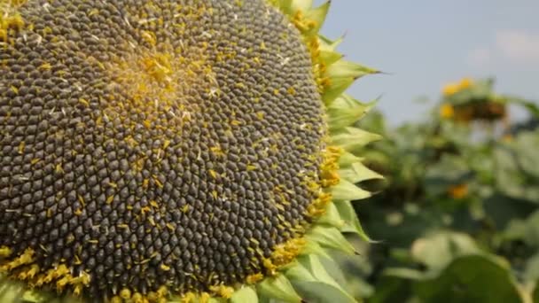 Gerijpte zaadvast zonnebloem. Zonnebloempitten. — Stockvideo