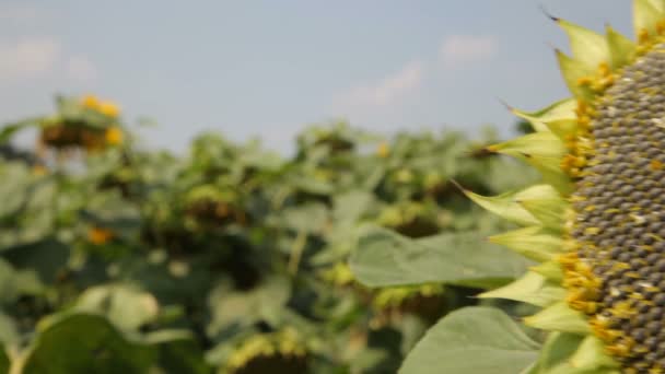 Gerijpte zaadvast zonnebloem. Zonnebloempitten. — Stockvideo