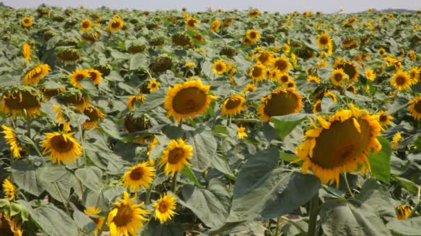 Schönes Sonnenblumenfeld im Sommer - Archivbild — Stockvideo