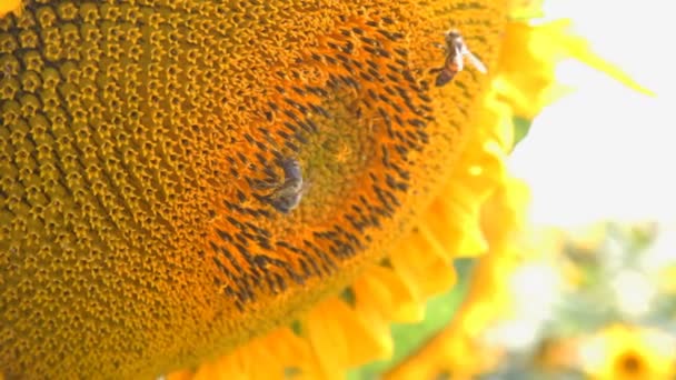 Una abeja poliniza un girasol. Hermoso campo de girasol en verano - Stock Video — Vídeo de stock