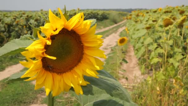 Ein wunderschönes Sonnenblumenfeld - Archivmaterial — Stockvideo