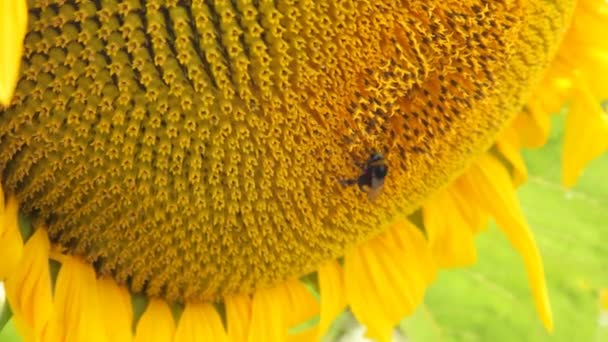 Una abeja poliniza un girasol. Hermoso campo de girasol en verano - Stock Video — Vídeos de Stock