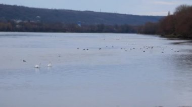 Ukrayna sınırı - Moldova. Kontrol noktası Yampil - Koseuts. Dinyester Nehri 'nden geçen feribot..
