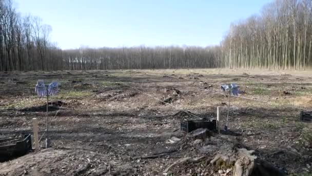 Vinnytsya Ukraine Kwiecień 2021 Sadzenie Nowego Lasu Leśnicy Sadzą Drzewa — Wideo stockowe