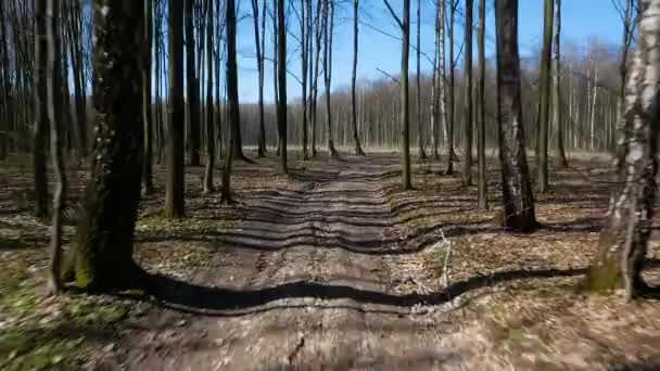 种植新的森林 森林砍伐后植树 年轻的植物新的生命 砍伐美丽的原始森林地区 毁林后的林地 — 图库视频影像