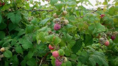 Ahududu topluyorum. Olgun ahududu çalıları. Doğal organik ahududu hasadı. Çiftlikte ahududu topluyorum.. 