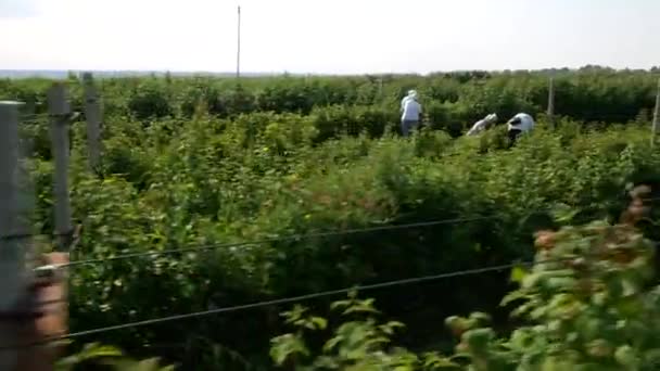 Vinnytsia Ukraine 2021年7月12日 ラズベリーを収穫する 熟したラズベリーの茂み 天然の有機ラズベリーを収穫する 農場でラズベリーを集める — ストック動画