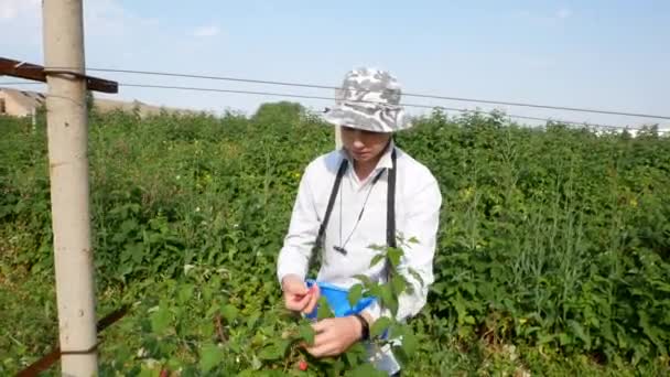 Vinnytsia Ukraine Juli 2021 Frambozen Oogsten Bomen Rijpe Frambozen Oogst — Stockvideo