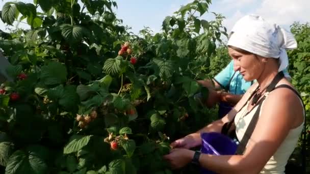 Vinnytsia Ukraine July 2021 Harvesting Raspberries Bushes Ripe Raspberries Harvest — Wideo stockowe