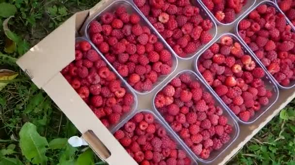 收获树莓 一丛丛成熟的覆盆子收获天然的有机覆盆子 在农场收集覆盆子 — 图库视频影像