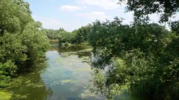 夏之河夏天的河流 河边的绿地 — 图库视频影像