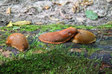 İspanyol sümüklüböcek, Arion vulgaris. Salyangozlar hareket ediyor, ağaç kütüğünde..