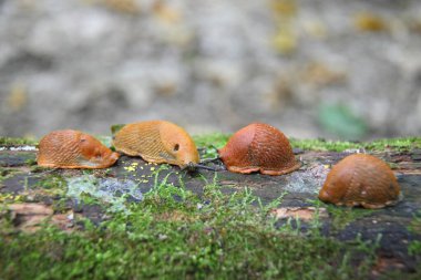 İspanyol sümüklüböcek, Arion vulgaris. Salyangozlar hareket ediyor, ağaç kütüğünde..