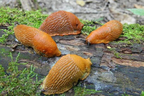 Limace Espagnole Arion Vulgaris Des Limaces Mouvement Sur Tronc Arbre — Photo