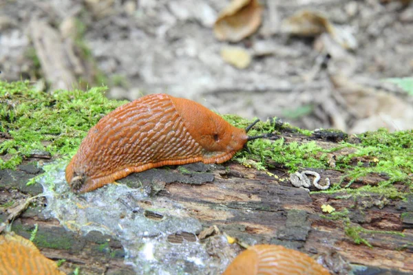 Limace Espagnole Arion Vulgaris Des Limaces Mouvement Sur Tronc Arbre Images De Stock Libres De Droits