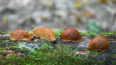 İspanyol sümüklüböcek, Arion vulgaris. Salyangozlar hareket ediyor, ağaç kütüğünde.. 