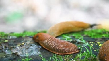 İspanyol sümüklüböcek, Arion vulgaris. Salyangozlar hareket ediyor, ağaç kütüğünde.. 