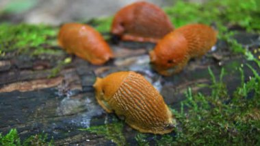 İspanyol sümüklüböcek, Arion vulgaris. Salyangozlar hareket ediyor, ağaç kütüğünde.. 