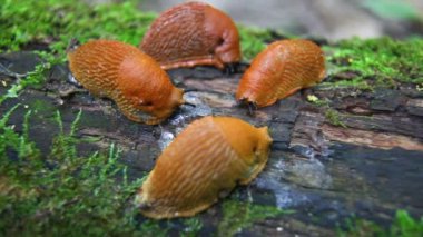 İspanyol sümüklüböcek, Arion vulgaris. Salyangozlar hareket ediyor, ağaç kütüğünde.. 