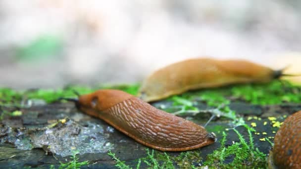 Spanish Slug Arion Vulgaris Slugs Motion Tree Stump — Stock Video