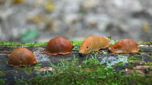 Ισπανικό Βλήμα Arion Vulgaris Σύρματα Κίνηση Στο Κούτσουρο Του Δέντρου — Αρχείο Βίντεο