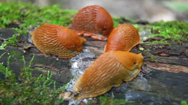 Ισπανικό Βλήμα Arion Vulgaris Σύρματα Κίνηση Στο Κούτσουρο Του Δέντρου — Αρχείο Βίντεο