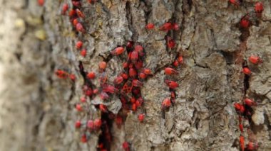Firebugs (Pyrrhocoris apterus) bir ağaç gövdesi üzerinde kolonisi. Firebug'ı, Pyrrhocoris apterus, Pyrrhocoridae ailesinin ortak bir böcek olduğunu.