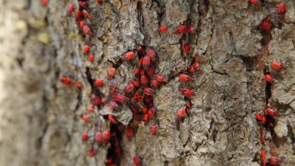 Colony of firebugs (Pyrrhocoris apterus) on a tree trunk. The firebug, Pyrrhocoris apterus, is a common insect of the family Pyrrhocoridae. — Stock Video