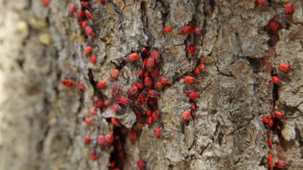 Colony of firebugs (Pyrrhocoris apterus) on a tree trunk. The firebug, Pyrrhocoris apterus, is a common insect of the family Pyrrhocoridae. — Stock Footage Colony of firebugs (Pyrrhocoris apterus) on a tree trunk. The firebug, Pyrrhocoris apterus, is a common insect of the family Pyrrhocoridae. Royalty Free Stock Footage