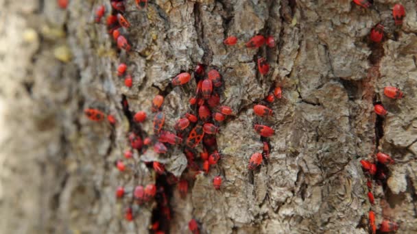 Colonia de bichos de fuego (Pyrrhocoris apterus) en un tronco de árbol. Pyrrhocoris apterus es un insecto común de la familia Pyrrhocoridae. . — Vídeos de Stock