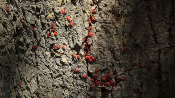 Firebugs (Pyrrhocoris apterus) bir ağaç gövdesi üzerinde kolonisi. Firebug'ı, Pyrrhocoris apterus, Pyrrhocoridae ailesinin ortak bir böcek olduğunu. — Stok video