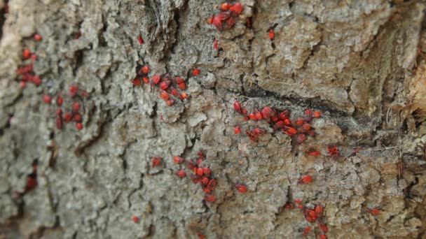 殖民地的夏虫 (Pyrrhocoris 翅大头粪金龟) 在树干上。萤火虫，Pyrrhocoris 翅大头粪金龟，是家庭的一种常见昆虫 Pyrrhocoridae. — 图库视频影像