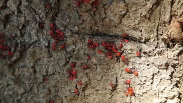 Colonia de bichos de fuego (Pyrrhocoris apterus) en un tronco de árbol. Pyrrhocoris apterus es un insecto común de la familia Pyrrhocoridae. . — Vídeos de Stock