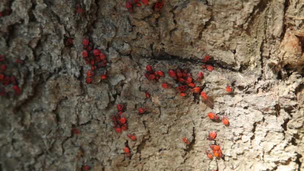 Colony of firebugs (Pyrrhocoris apterus) on a tree trunk. The firebug, Pyrrhocoris apterus, is a common insect of the family Pyrrhocoridae. — Stock Video